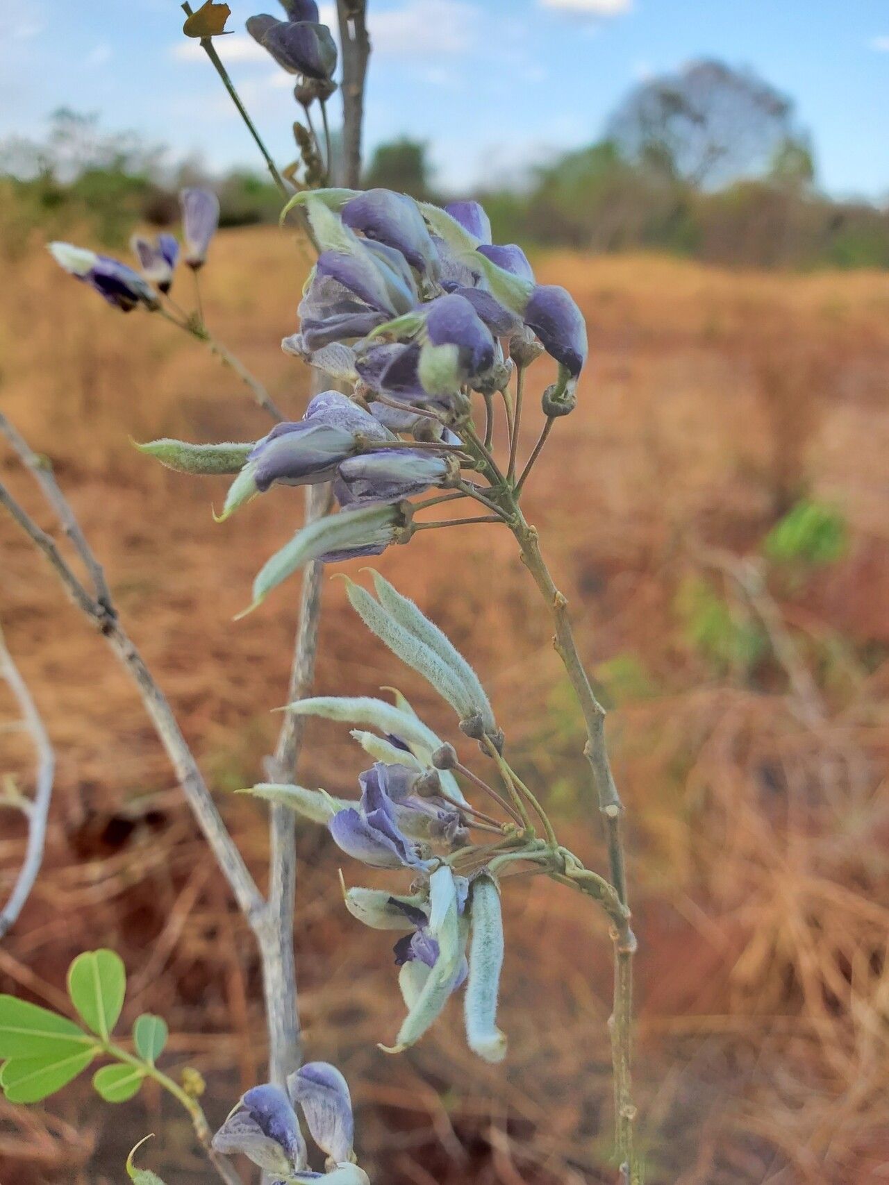 Mundulea laxiflora flower