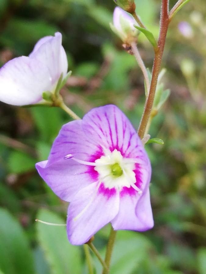 Parahebe catarractae flower