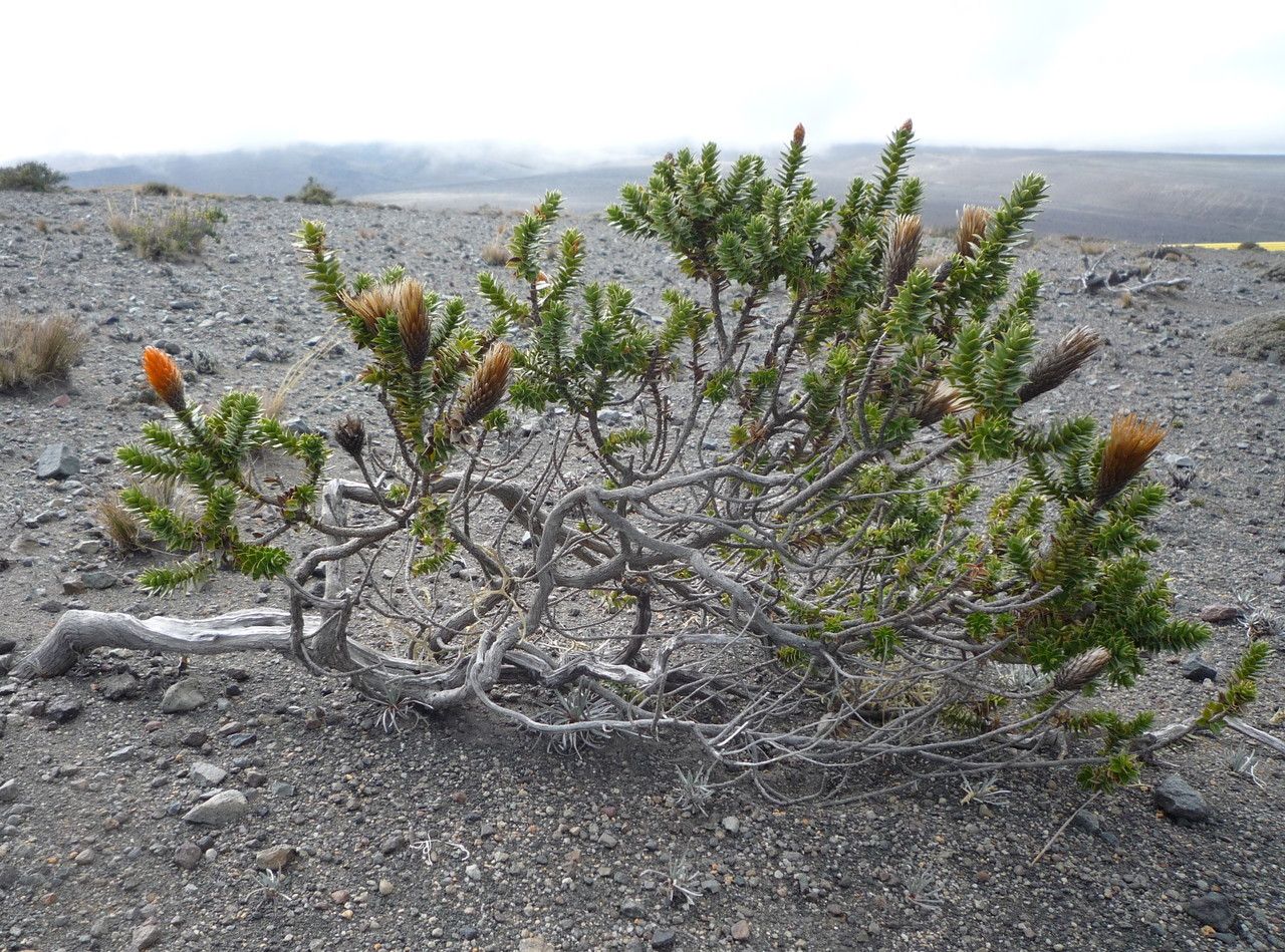 Chuquiraga jussieui habit