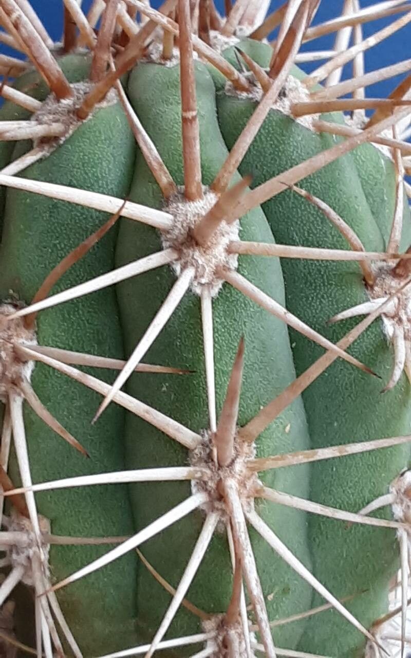 Leucostele chiloensis leaf