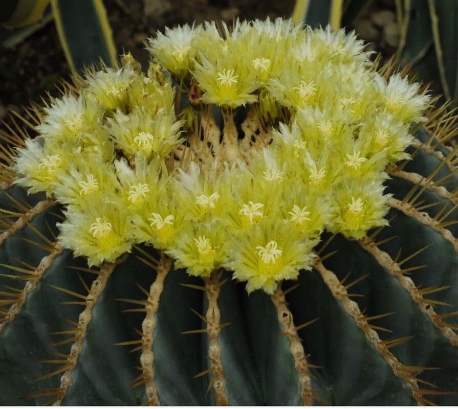 Ferocactus glaucescens flower
