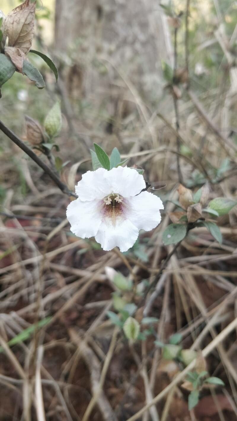 Petalidium barlerioides — related species from the same genus