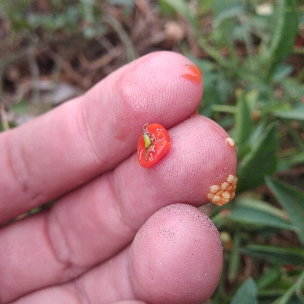 Solanum corymbosum fruit