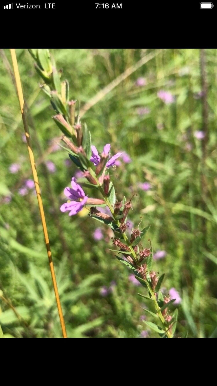Lythrum alatum flower