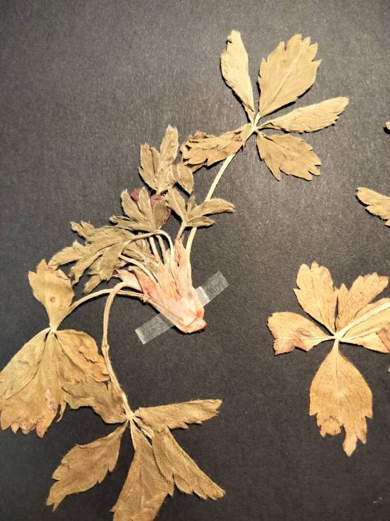 Alchemilla subsericea habit