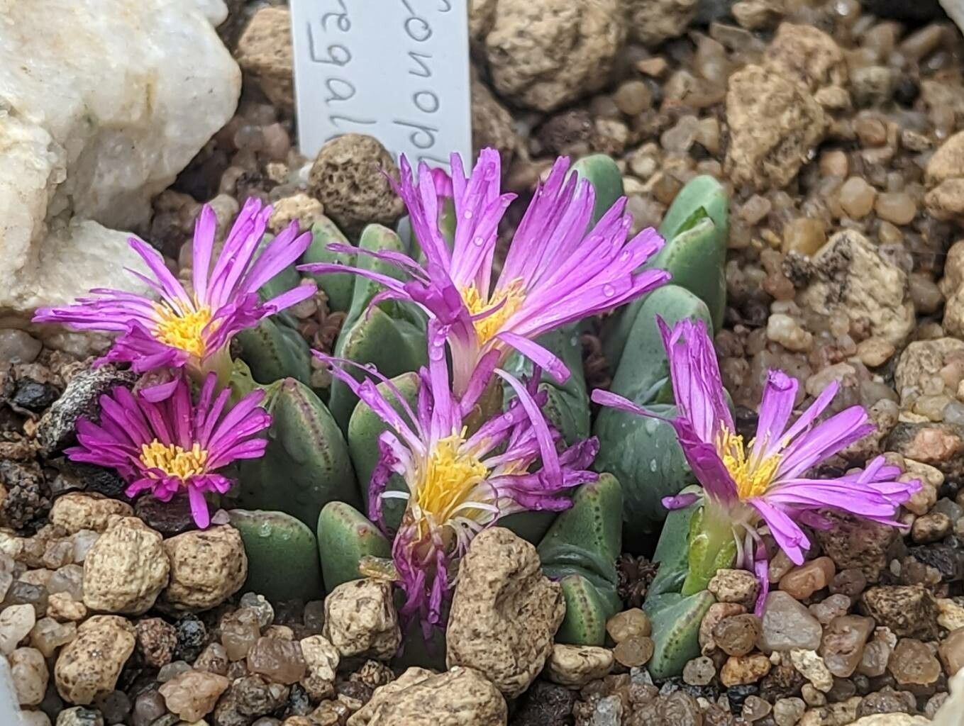 Conophytum regale flower