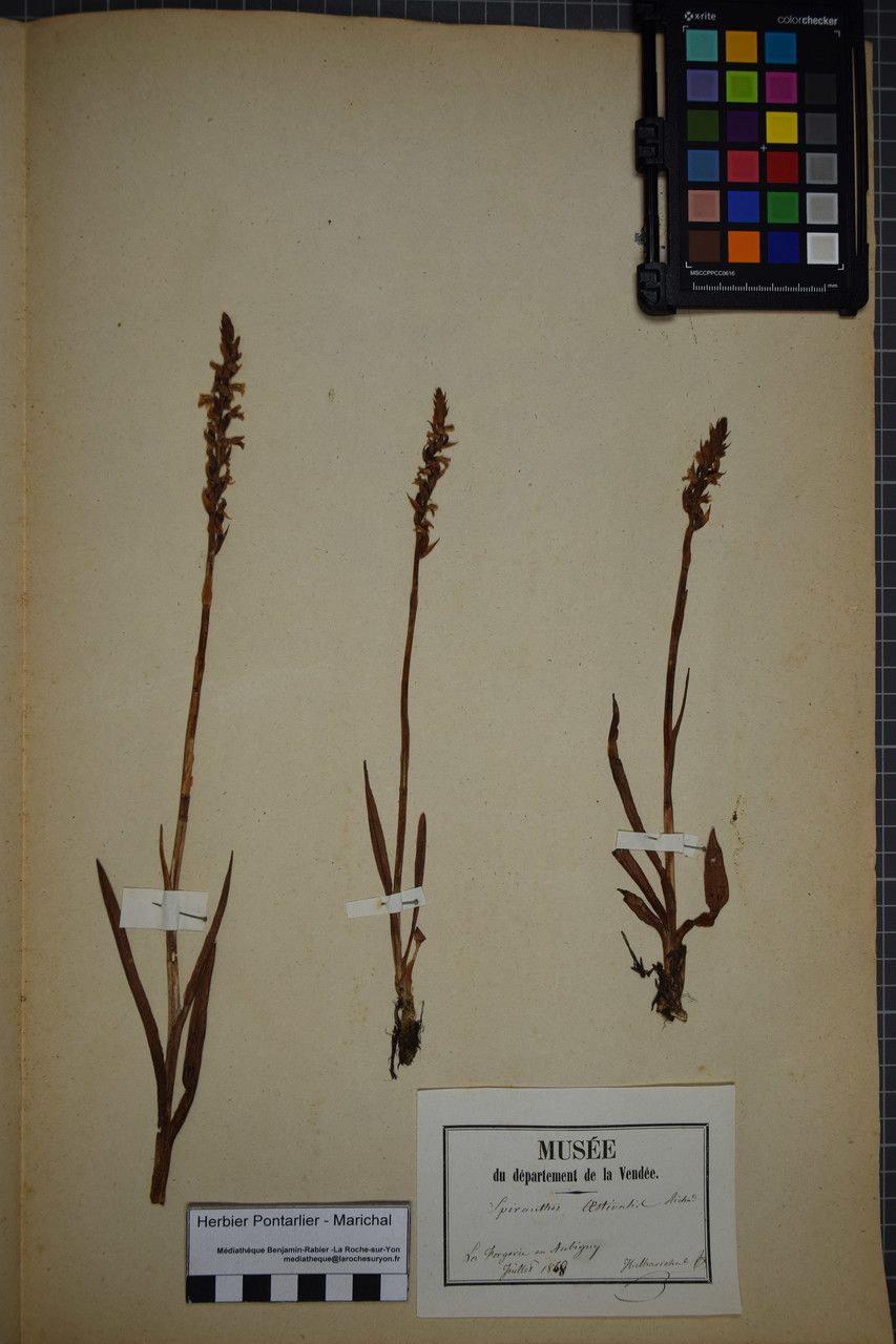 Spiranthes aestivalis other