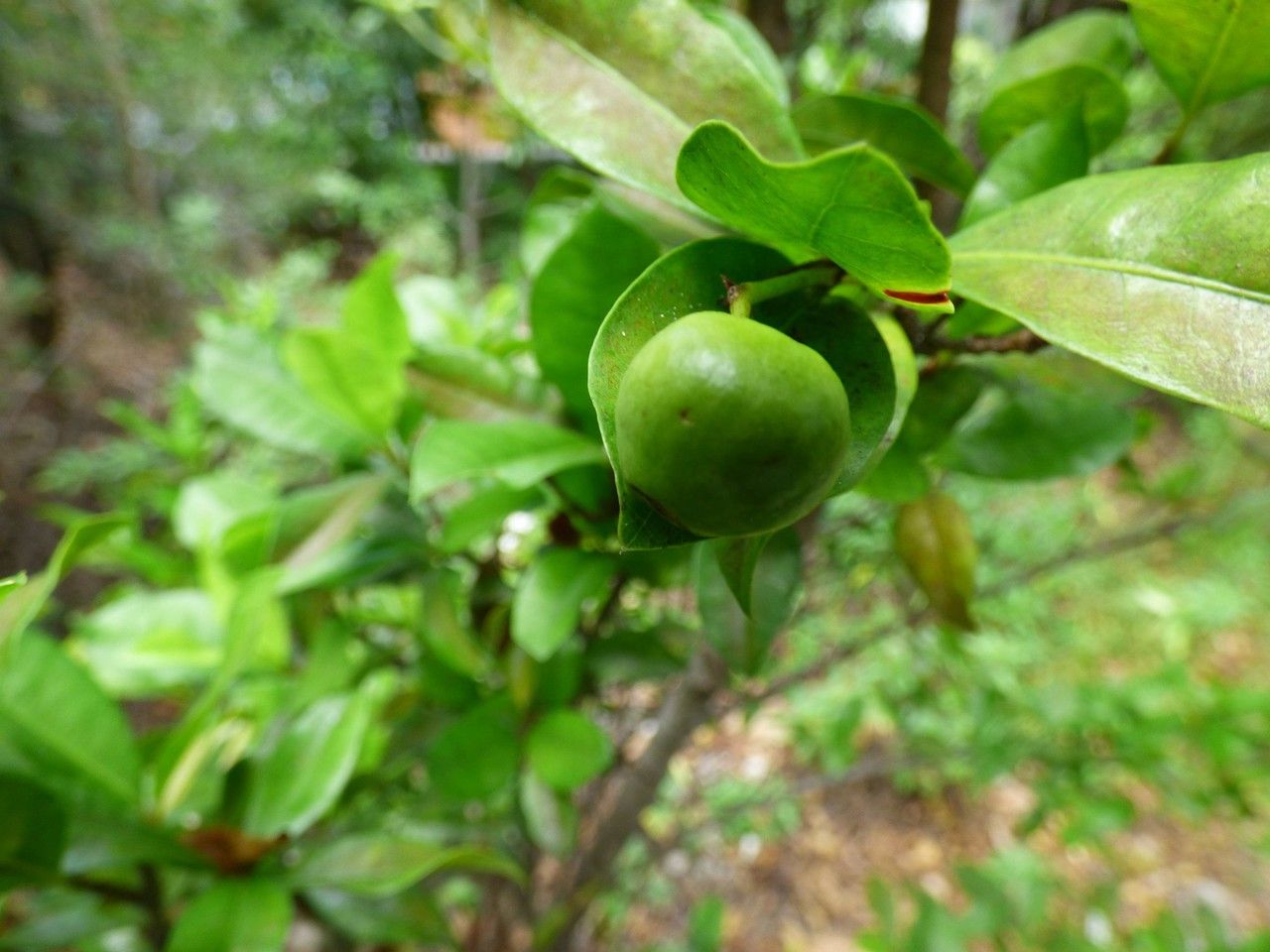 Pyrostria commersonii fruit