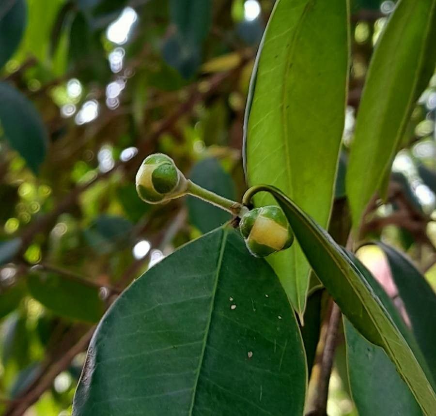 Myrcianthes pungens flower