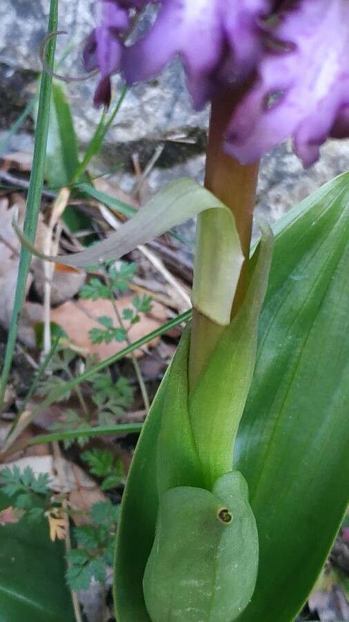 Himantoglossum robertianum — search result for 'Orchid'