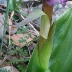 Himantoglossum robertianum