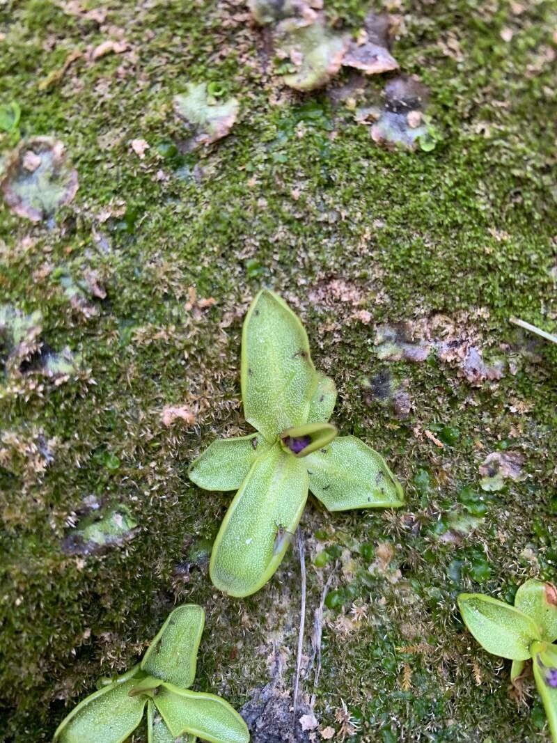 Pinguicula mundi — houseplant care guide