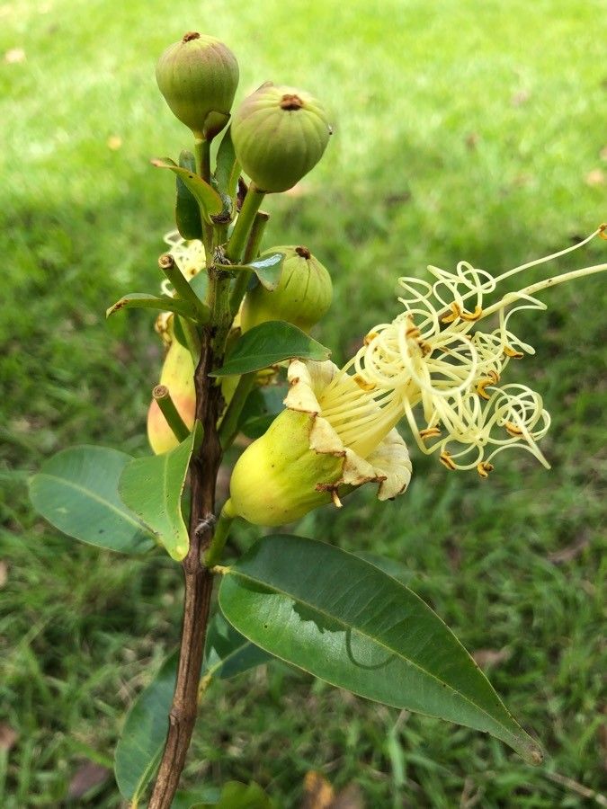 Lafoensia punicifolia flower