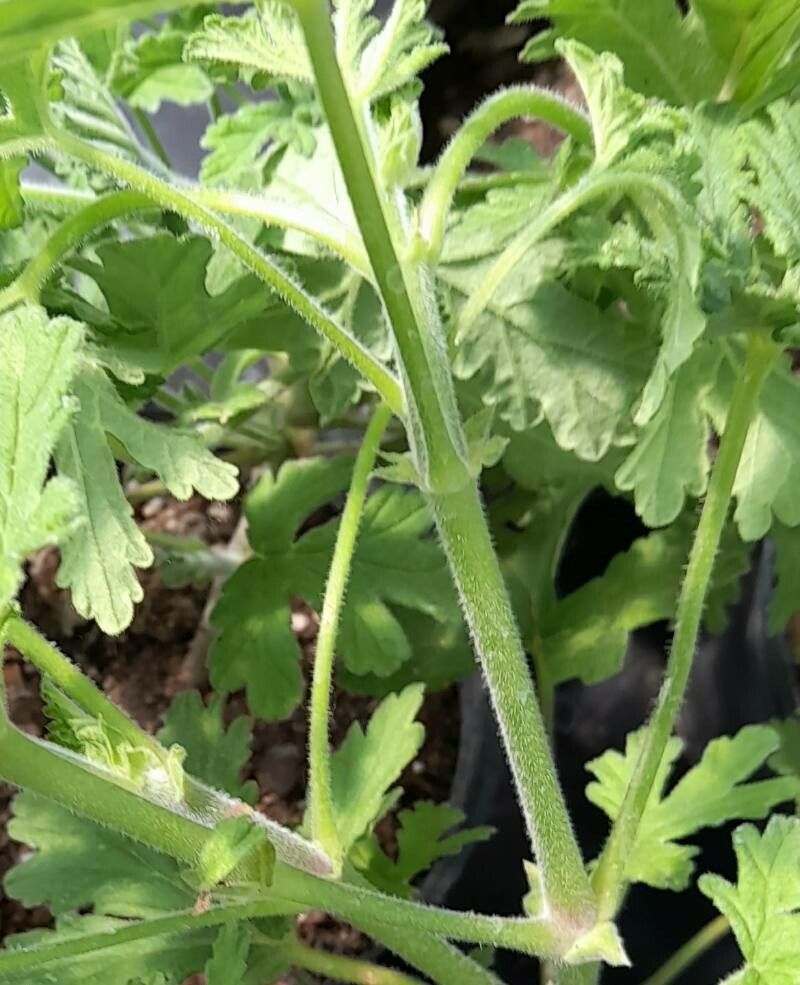 Pelargonium cucullatum bark