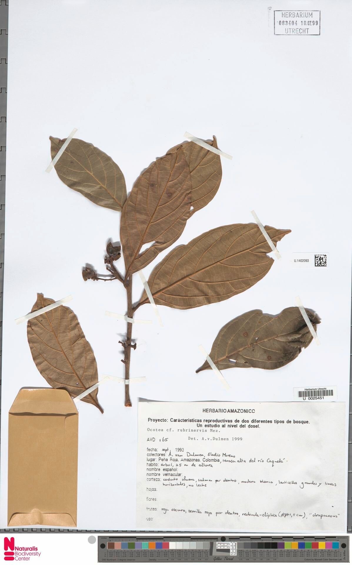 Ocotea rubrinervis leaf