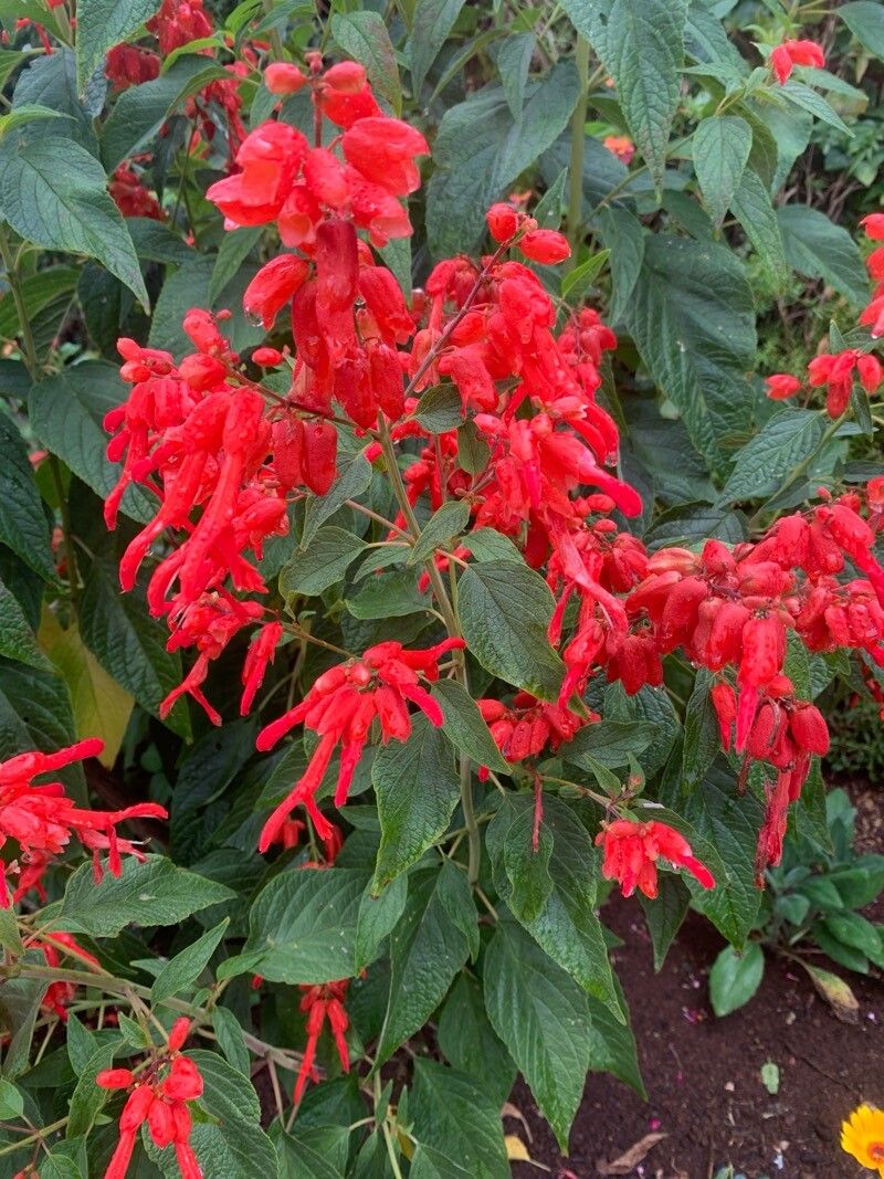 Salvia sessei flower