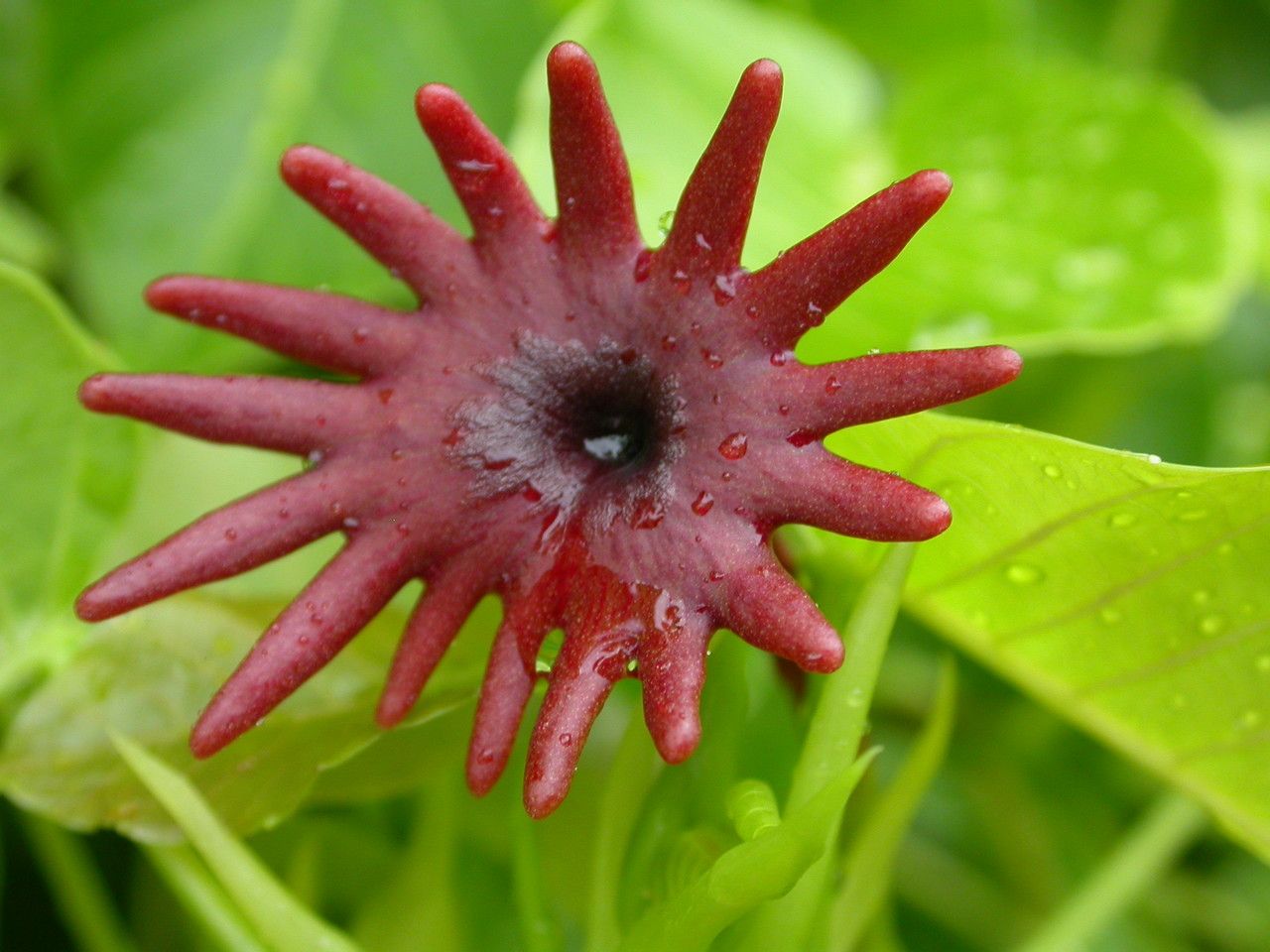 Hura crepitans flower
