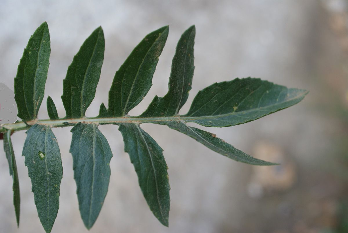 Centaurea redempta leaf