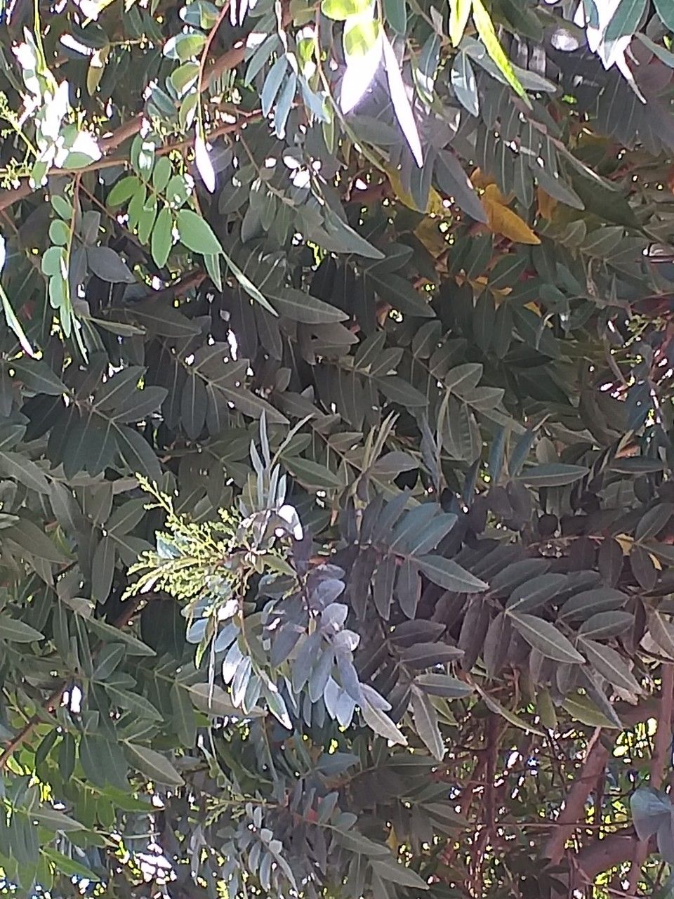 Pistacia atlantica flower