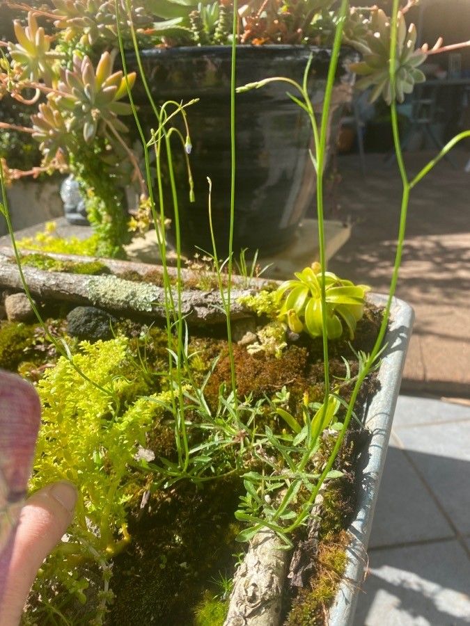 Utricularia uliginosa leaf
