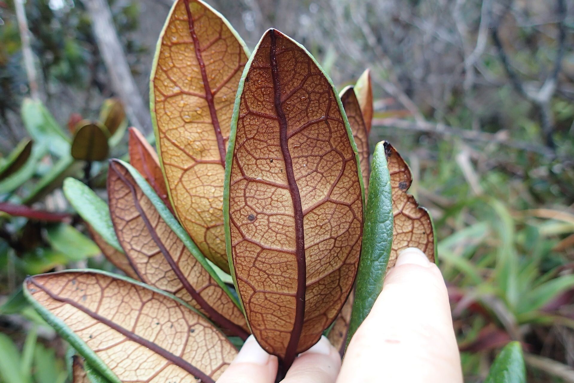 Argophyllum brevipetalum — related species from the same genus