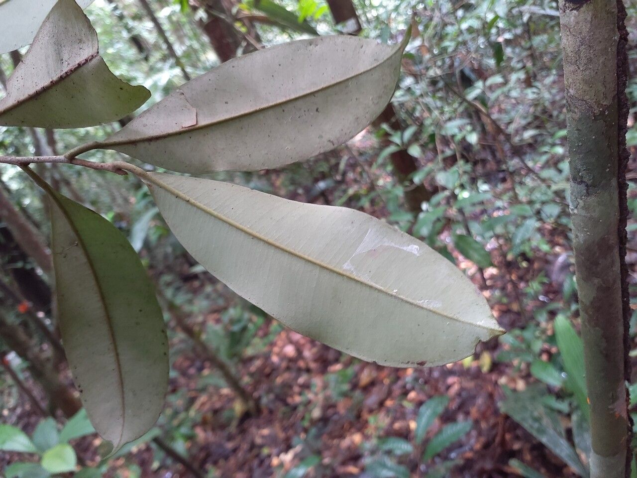 Micropholis guyanensis — related species from the same genus