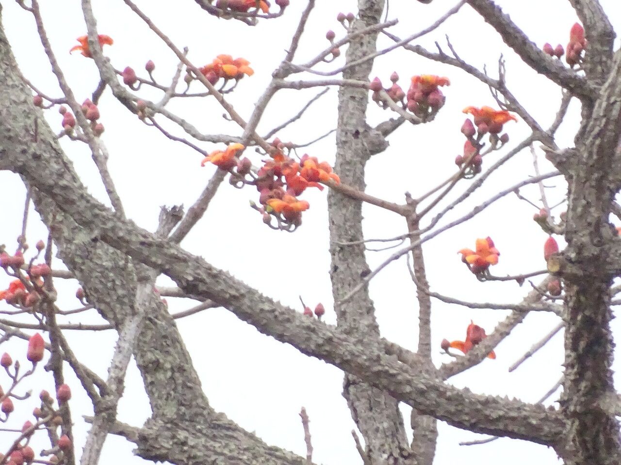 Bombax costatum flower