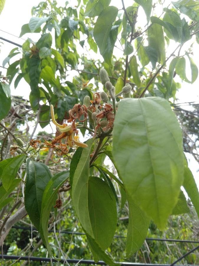 Grewia laevigata leaf