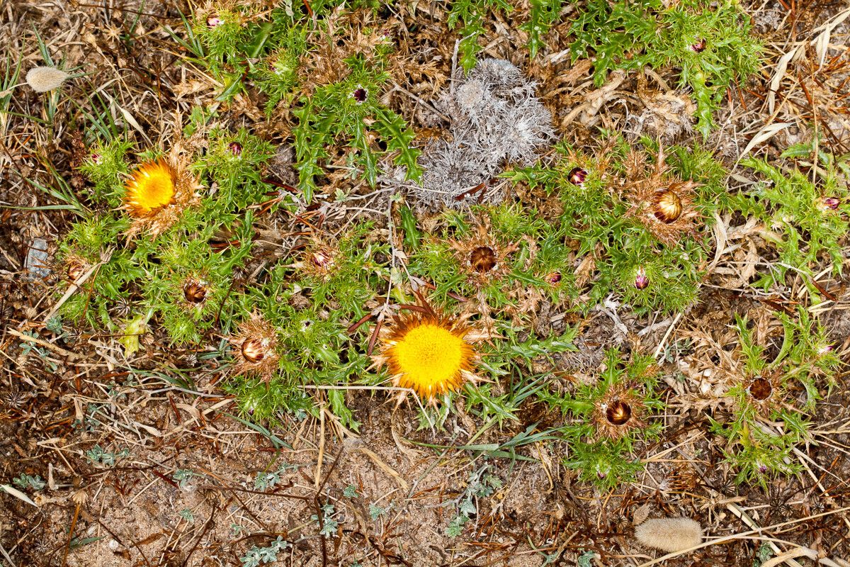 Carlina hispanica leaf