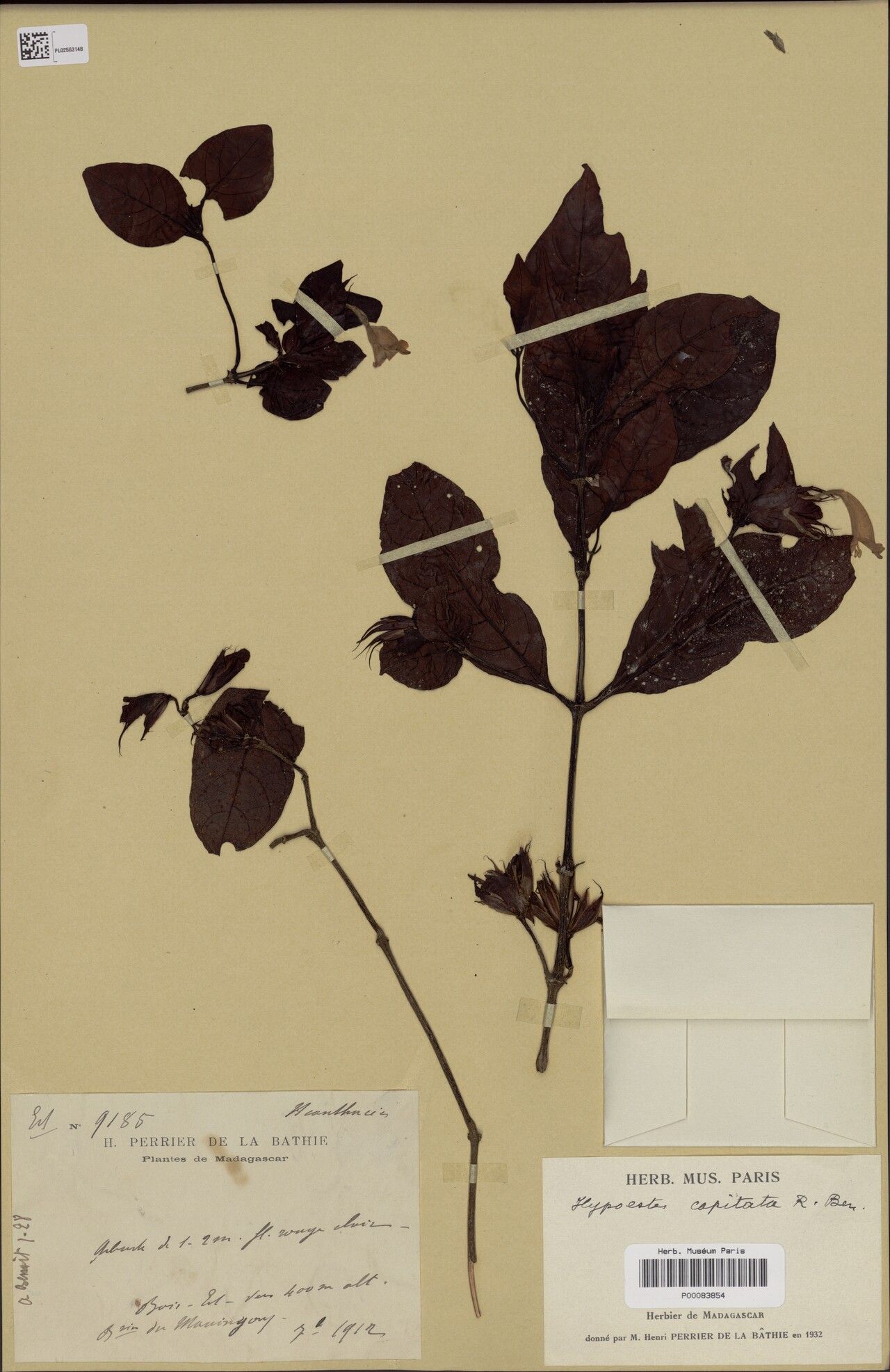 Hypoestes capitata — houseplant care guide