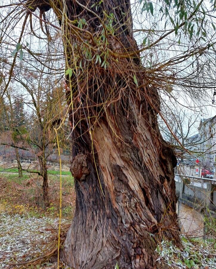 Salix x sepulcralis bark