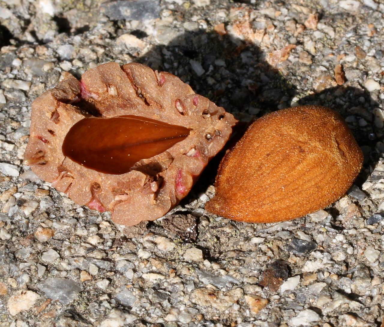 Prunus x persicoides fruit