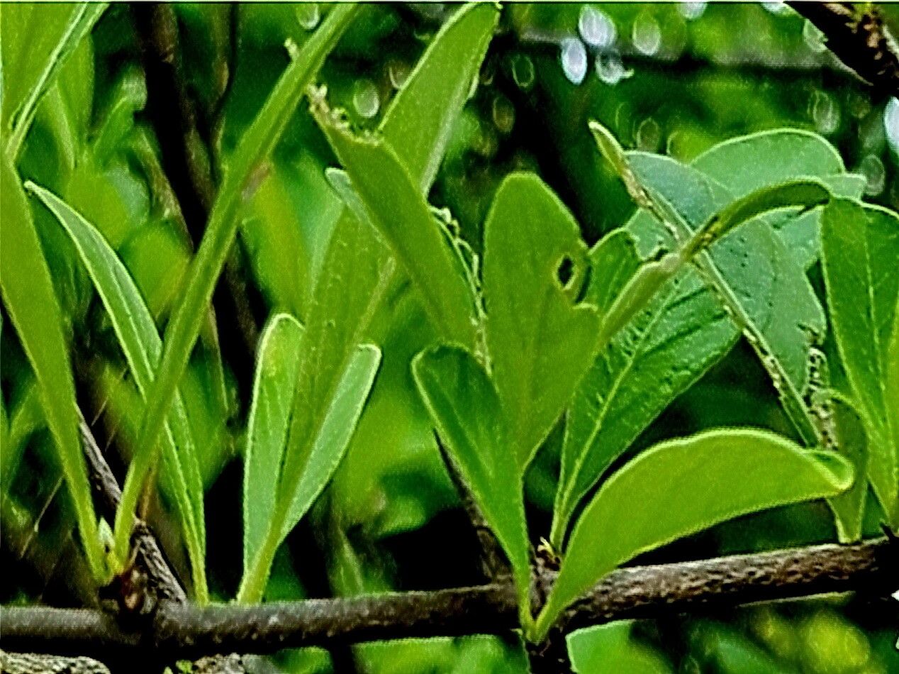 Catunaregam tomentosa — houseplant care guide