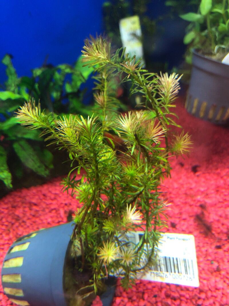 Rotala wallichii leaf