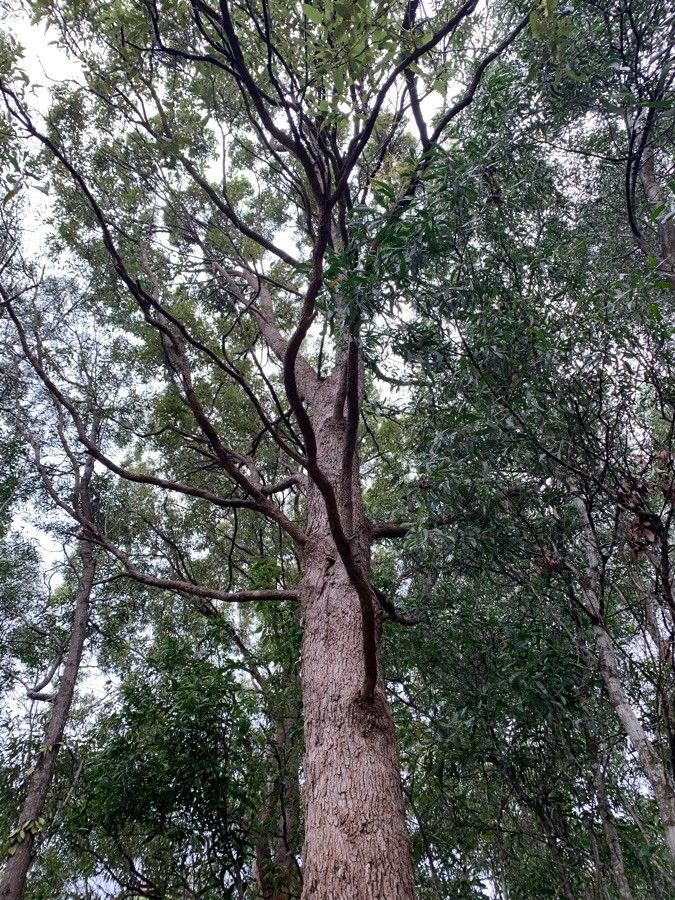 Corymbia intermedia bark