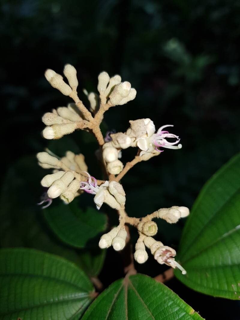 Miconia bubalina flower