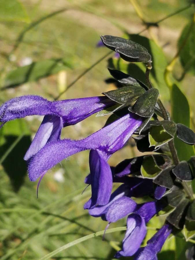 Salvia guaranitica flower