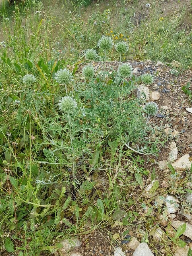 Echinops strigosus fruit