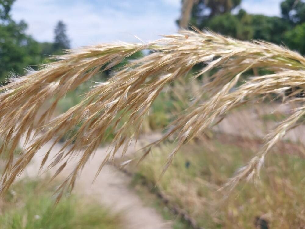 Austroderia richardii flower