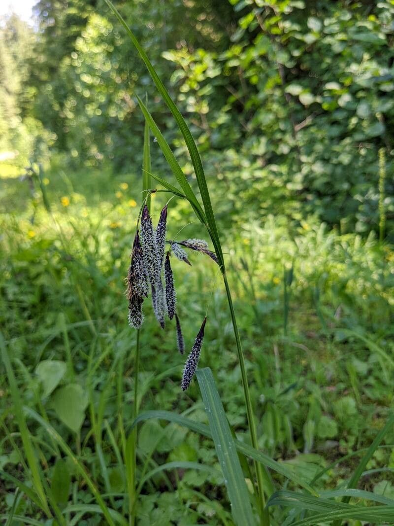 Carex mertensii fruit