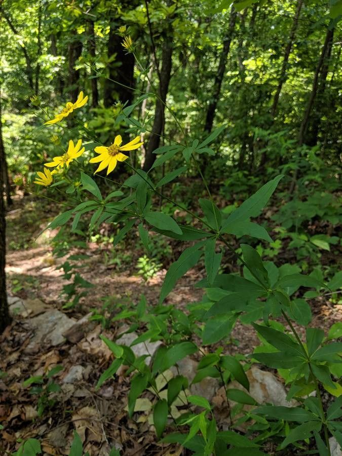 Coreopsis major habit