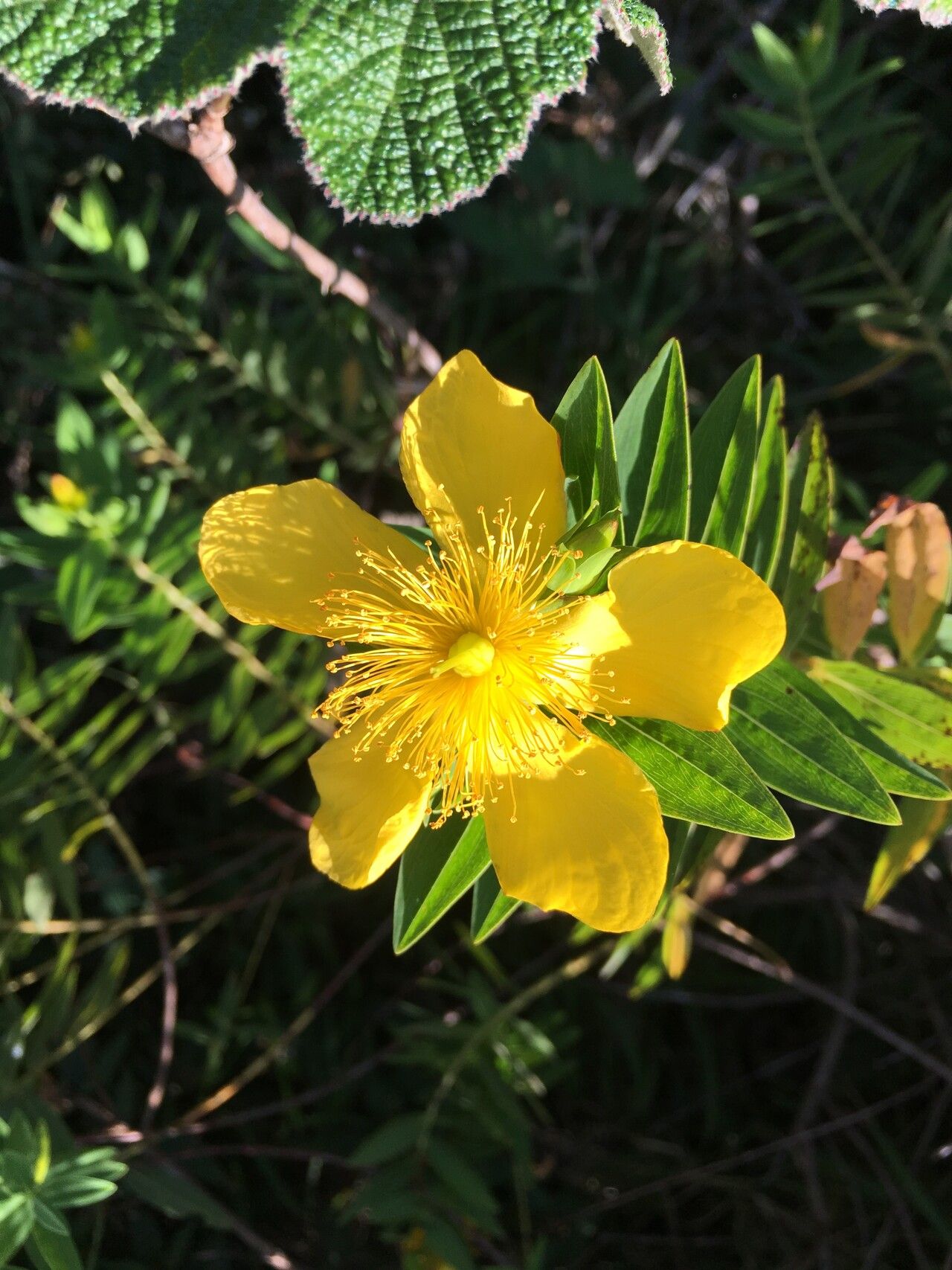 Hypericum podocarpoides flower
