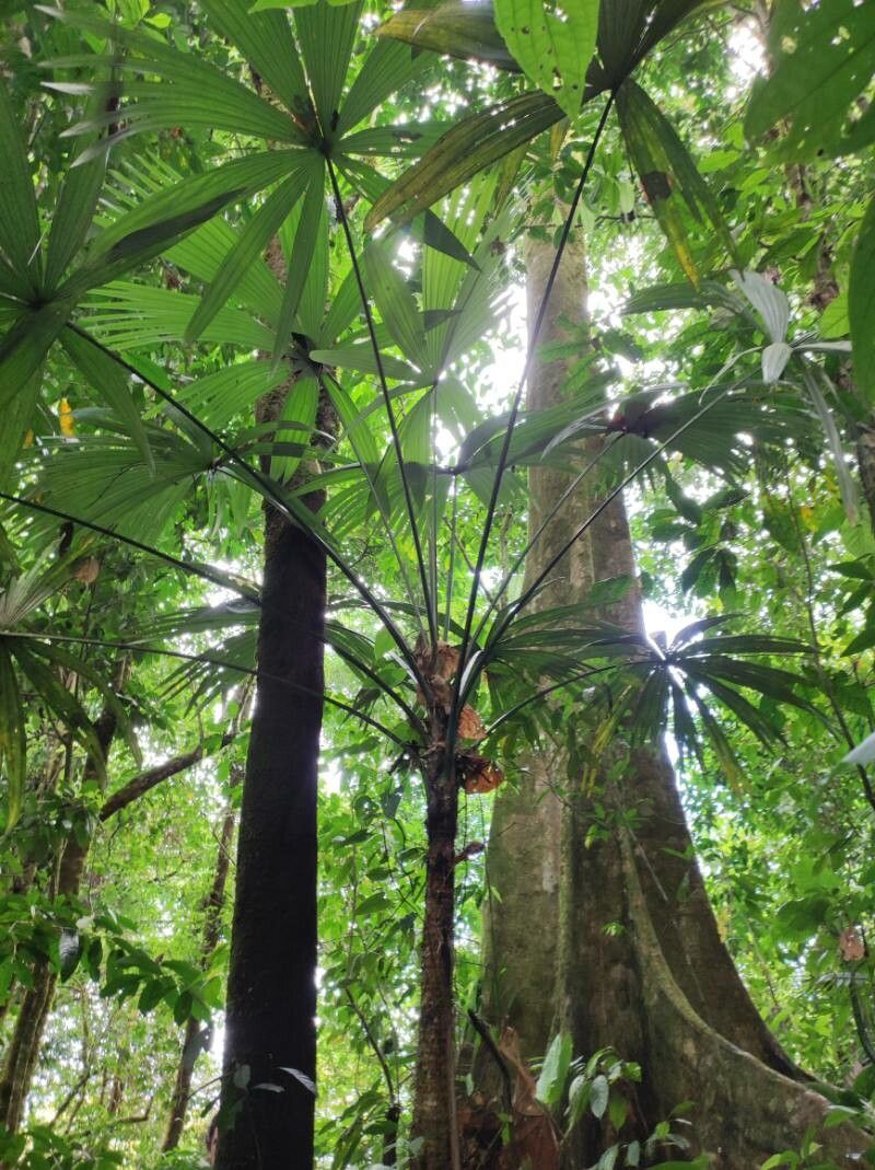 Cryosophila grayumii — related species from the same genus