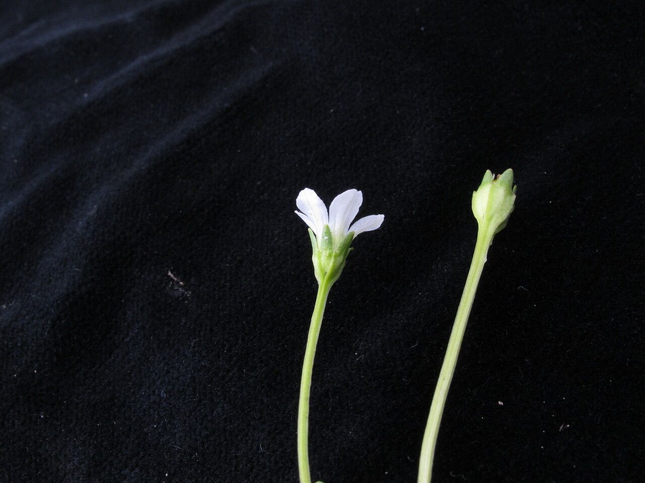 Parnassia pusilla — search result for 'Parnassia'