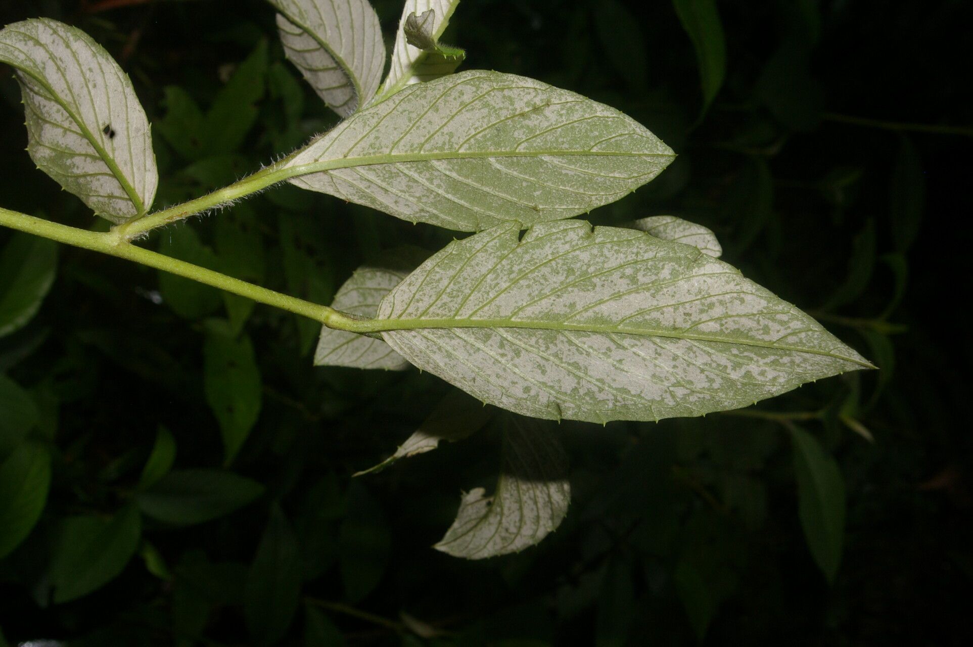 Spiracantha cornifolia leaf
