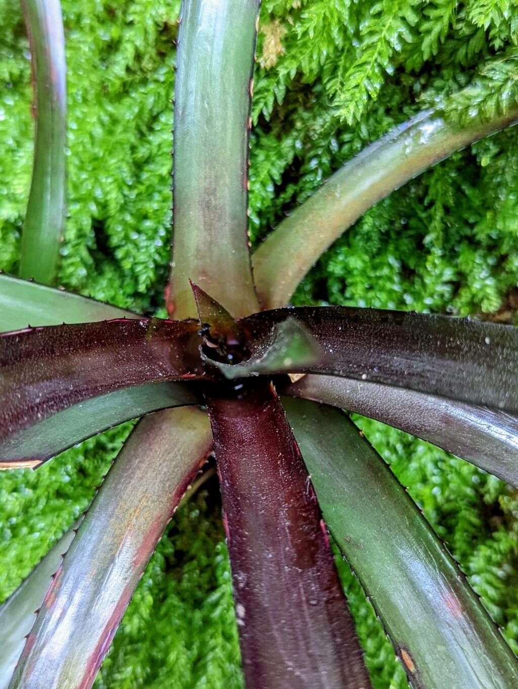 Aechmea fosteriana — search result for 'Aechmea'