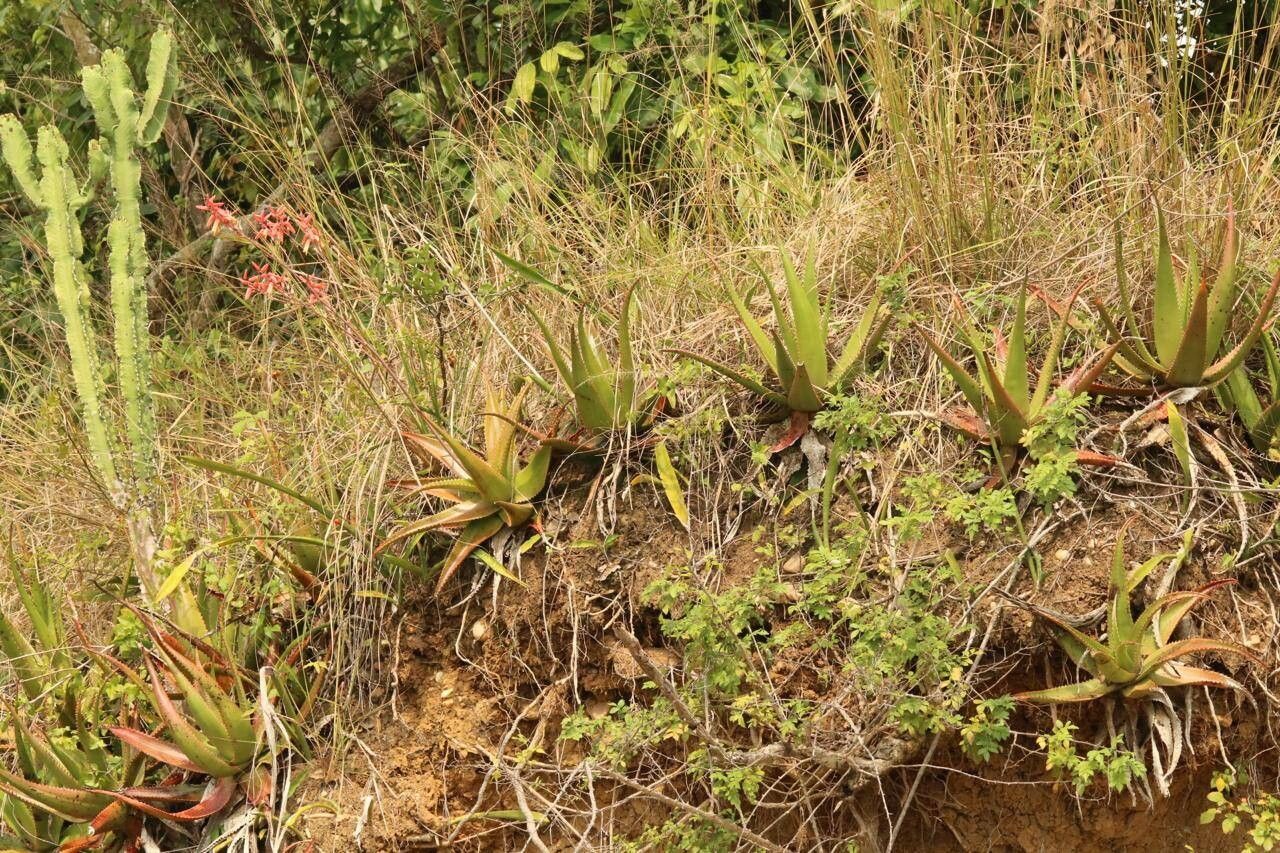 Aloe butiabana habit