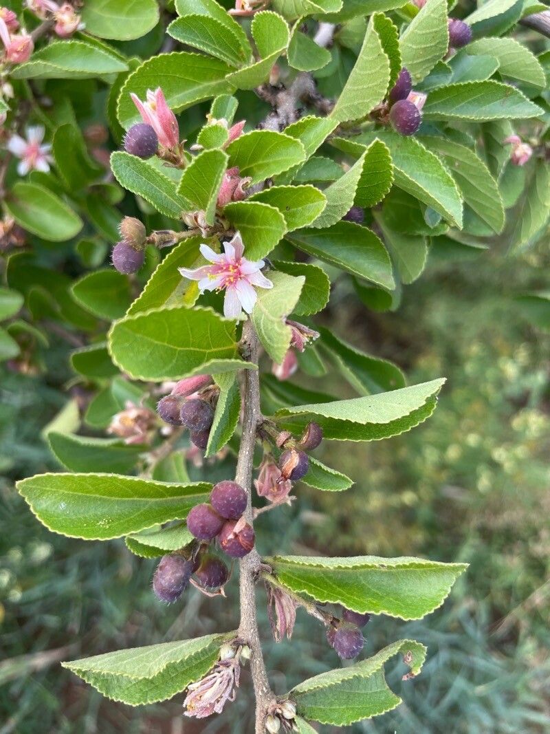 Grewia tembensis fruit