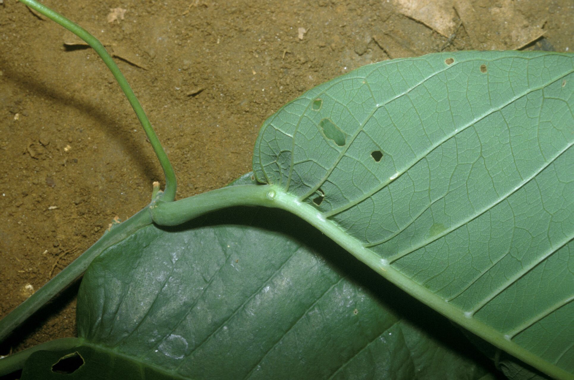 Passiflora vescoi — houseplant care guide