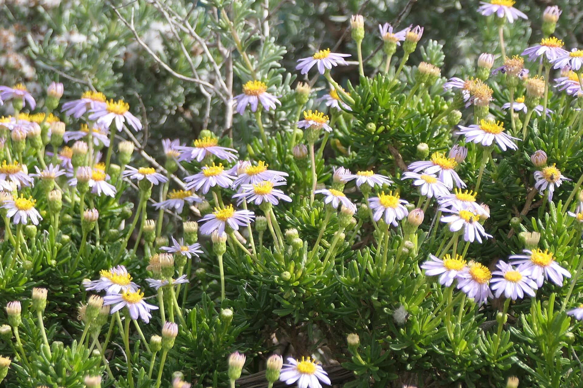 Felicia fruticosa flower
